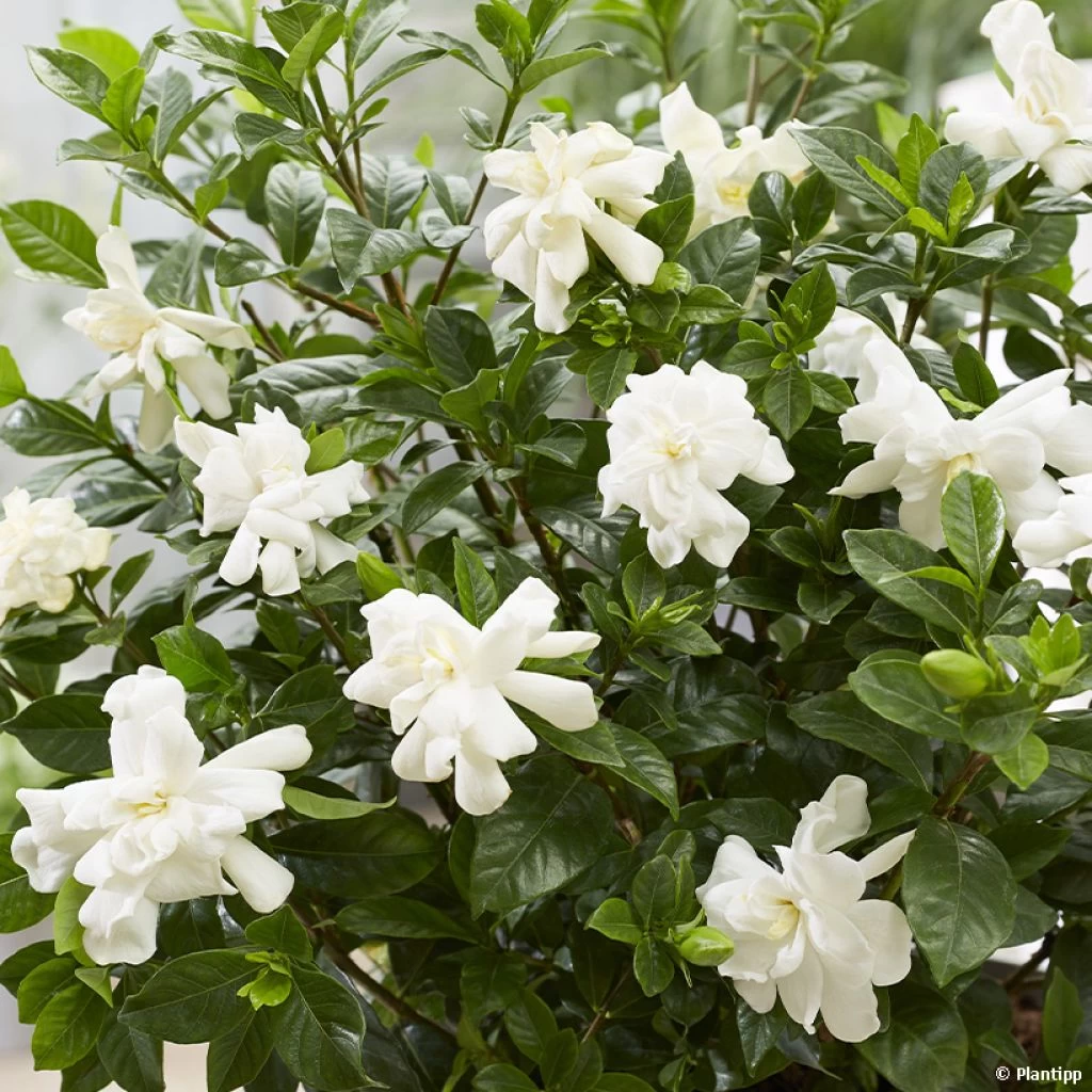 Gardenia Jasminoides Double Diamonds