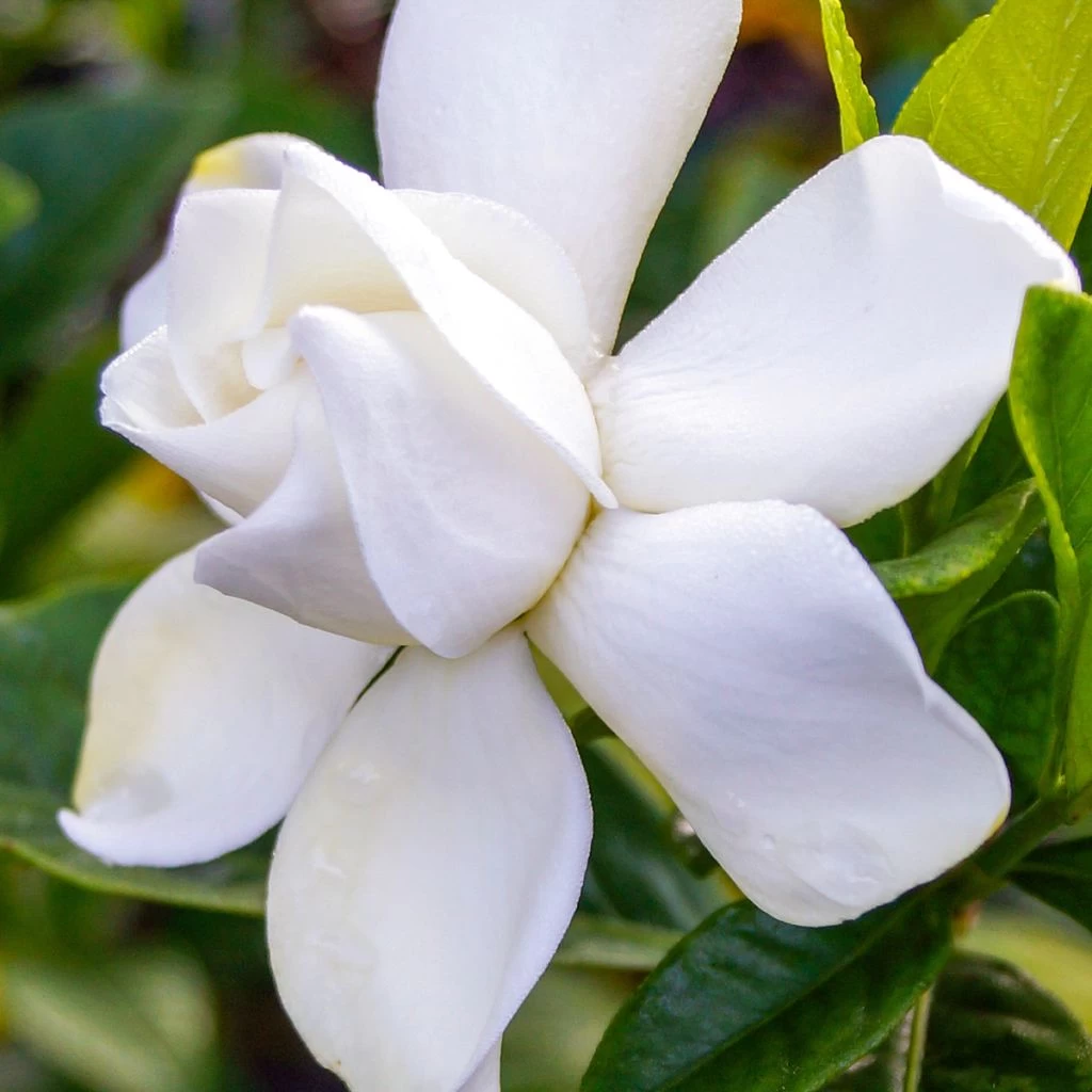 Gardenia Jasminoides Summer Snow.