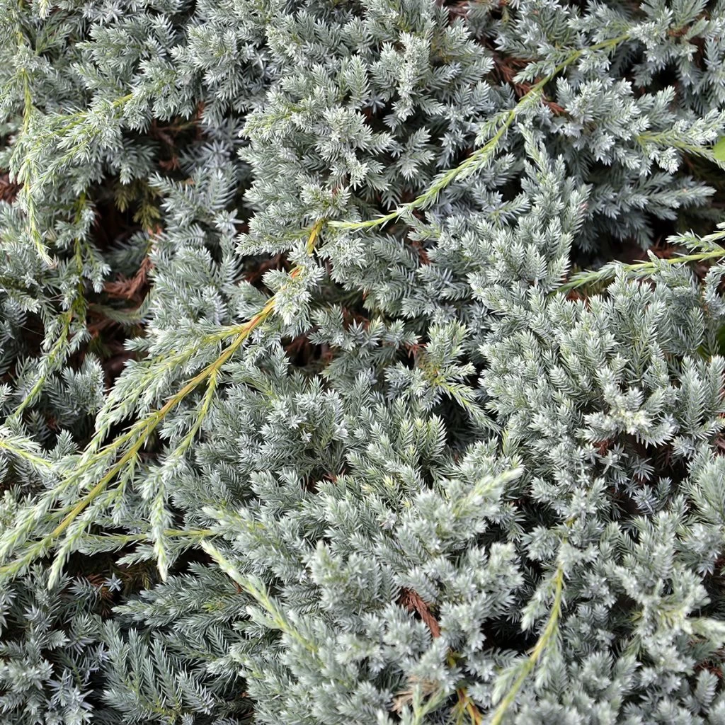Genévrier écailleux - Juniperus Squamata Blue Spider