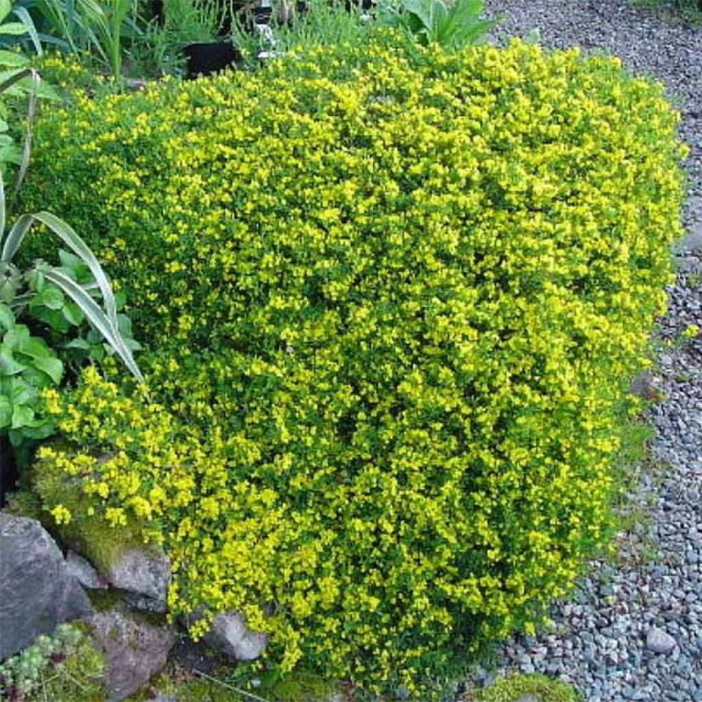 Genista Pilosa Vancouver Gold - GenĂȘt Poilu
