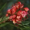 Grevillea Johnsonii