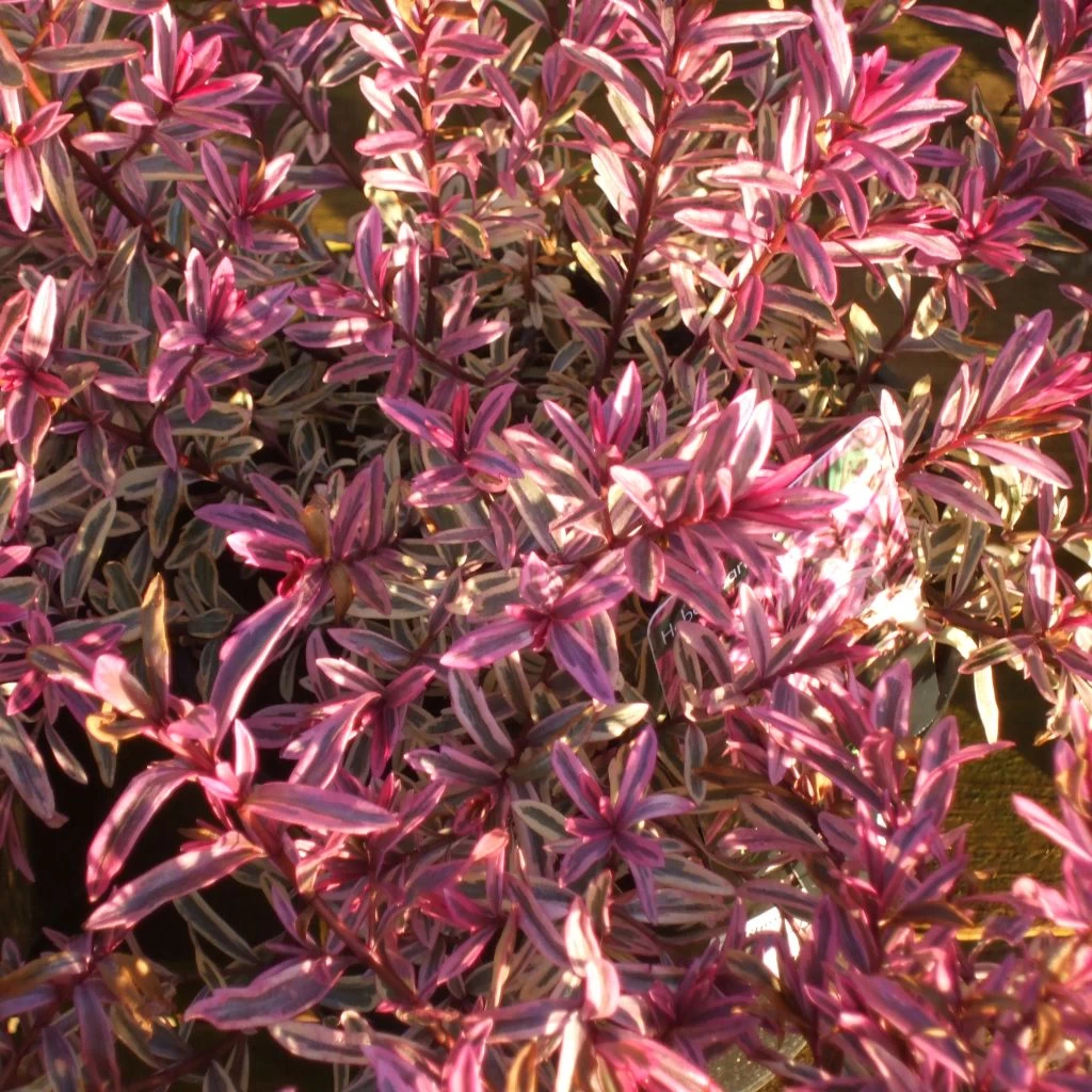 Hebe Heartbreaker - Véronique Arbustive