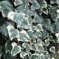 Lierre Des Canaries - Hedera Algeriensis Gloire De Marengo