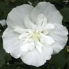 Hibiscus Syriacus White Chiffon - Althéa Blanc Double