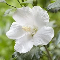 Hibiscus Syriacus Flower Tower White - Althea Blanc