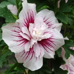 Hibiscus Syriacus Starburst Chiffon - Althéa