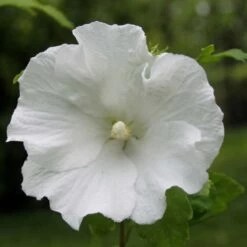 Hibiscus Syriacus Totus Albus - Althéa Blanc Pur.