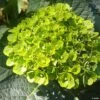 Hortensia - Hydrangea Macrophylla Green Ever Belles