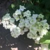 Hortensia - Hydrangea Serrata White On White