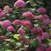 Hortensia Arborescens Bella Anna