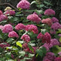 Hortensia Arborescens Bella Anna