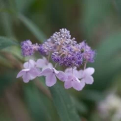 Hortensia - Hydrangea Involucrata
