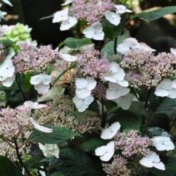 Hortensia - Hydrangea Serrata Intermedia