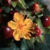 Hypericum Inodorum Magical Universe - Millepertuis