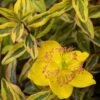 Hypericum (x) Moserianum Little Misstery - Millepertuis De Moser