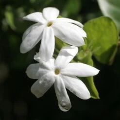 Jasmin Officinal - Jasminum Officinale Affinis