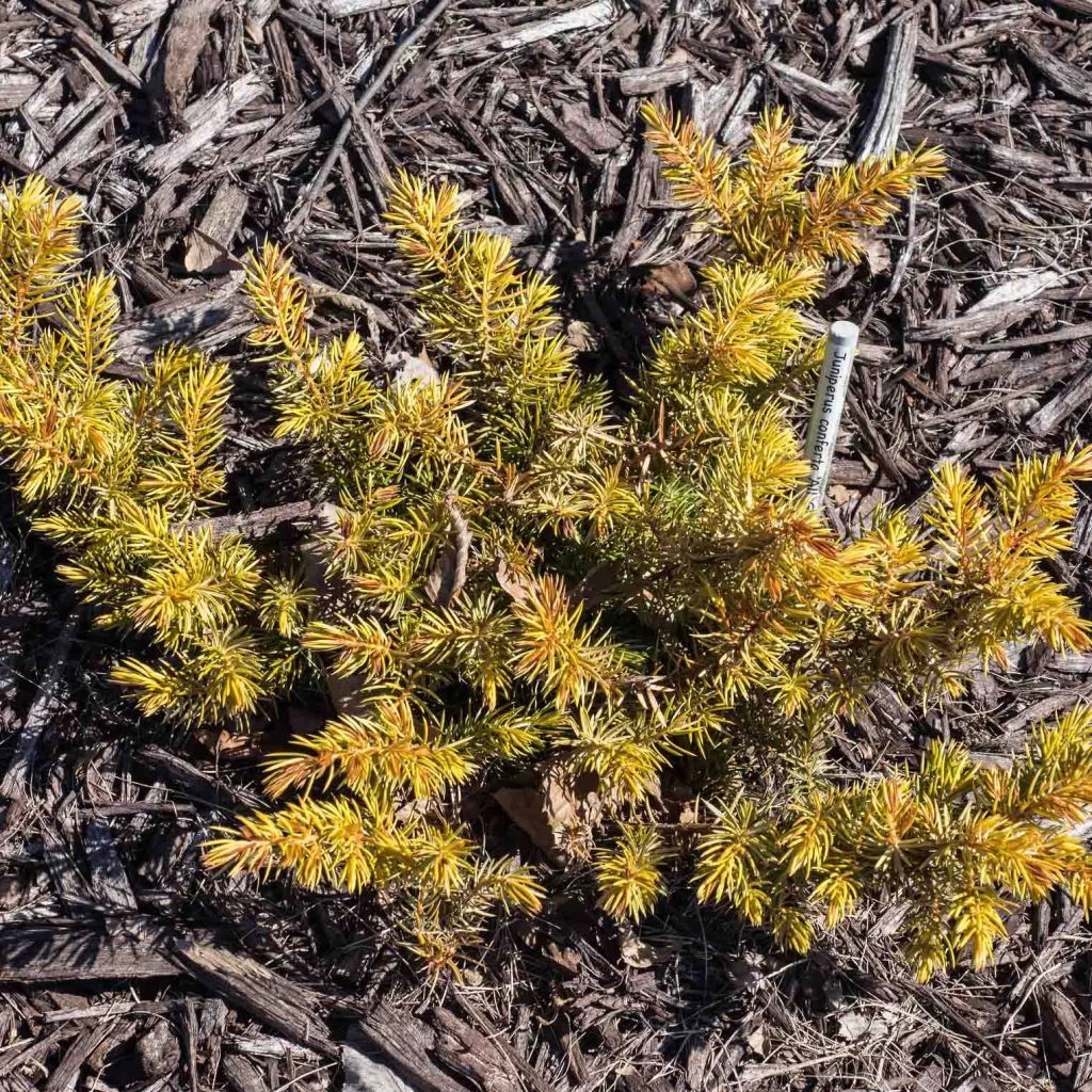 Genévrier Des Plages - Juniperus Conferta All Gold
