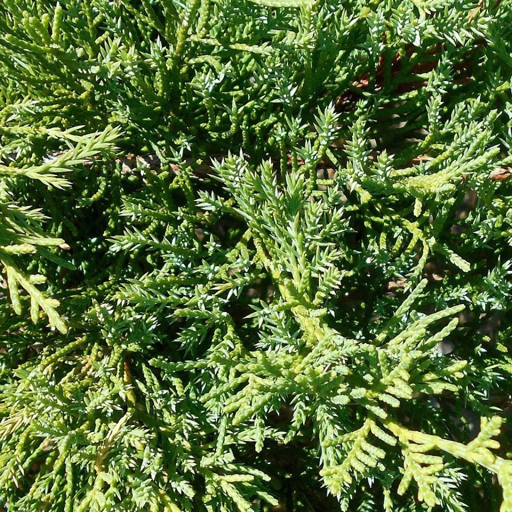 Genévrier De Pfitzer Compact - Juniperus Pfitzeriana Compacta