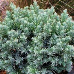 Juniperus Squamata Blue Star - Genévrier écailleux