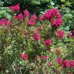 Lagerstroemia Indica Red Imperator - Lilas Des Indes