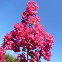 Lagerstroemia Indica Souvenir D'André Desmartis - Lilas Des Indes