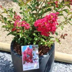 Lagerstroemia Indica Terrasse Rouge - Lilas Des Indes