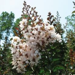 Lagerstroemia Indica Kimono - Lilas Des Indes Blanc