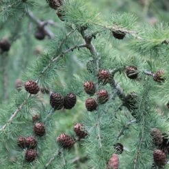 Larix Decidua - Mélèze D'Europe