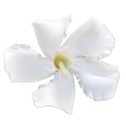 Laurier Rose Soeur Agnes - Nerium Oleander