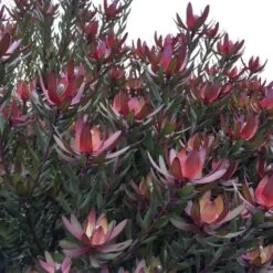 Leucadendron Safari Sunset