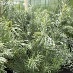 Leucadendron Galpinii Carlin