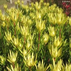 Leucadendron Inca Gold