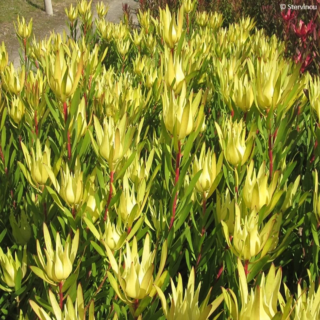 Leucadendron Inca Gold