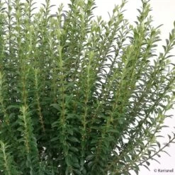 Troène De Chine - Ligustrum Sinense Eugene Clive