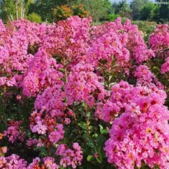 Lilas Des Indes - Lagerstroemia Indica Eveline