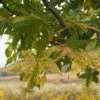 Liquidambar Styraciflua Aurea - Copalme D'Amérique