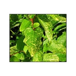 Chèvrefeuille - Lonicera Japonica Aureoreticulata