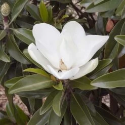 Magnolia Grandiflora Alta -