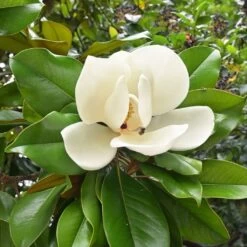 Magnolia Grandiflora Nana - Laurier-tulipier