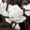 Magnolia Loebneri Wildcat