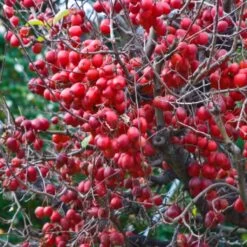 Pommier D'ornement - Malus Red Sentinel