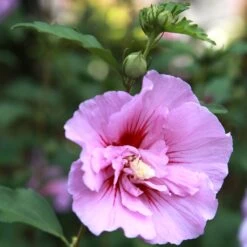 Hibiscus Syriacus Purple Pillar - Althéa