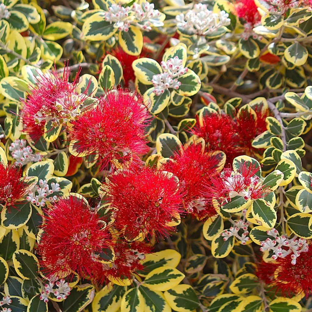 Metrosideros Kermadecensis Sunninghill