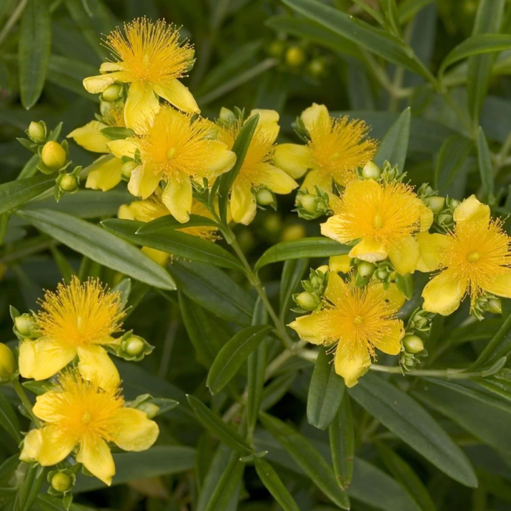 Millepertuis - Hypericum Kalmianum Sunny Boulevard