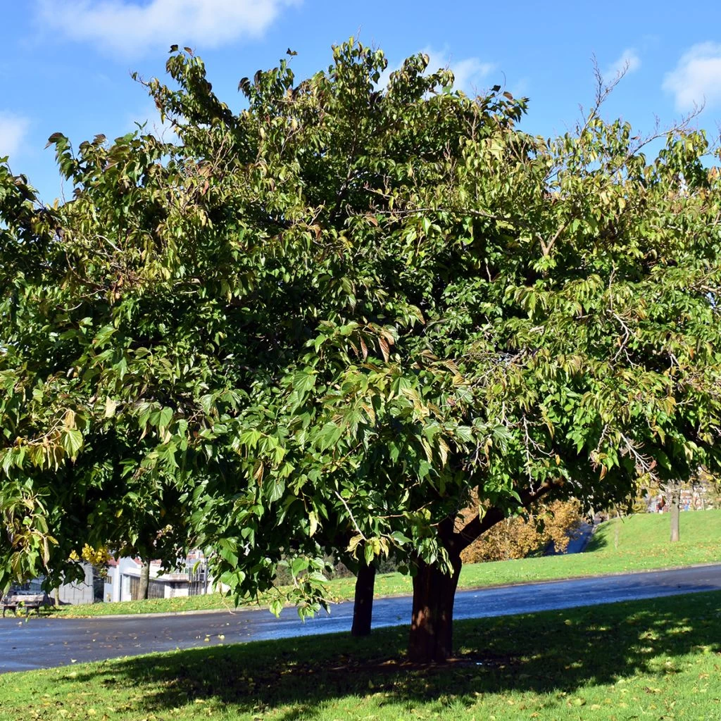 Morus Kagayamae (bombycis) - Mûrier Platane