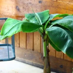 Musa Basjoo Tchetchenia - Bananier Du Japon