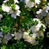 Myrtus Communis Tarentina - Myrte Commun