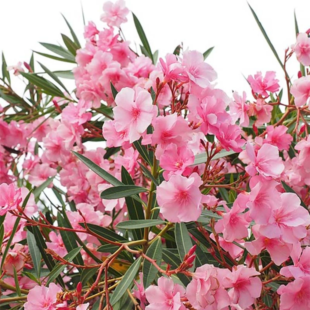 Laurier Rose - Nerium Oleander