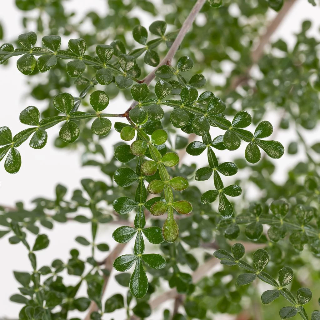 Operculicarya Decaryi - Faux-poivrier Du Japon