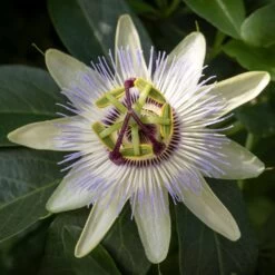 Passiflore, Fleur De La Passion - Passiflora Caerulea Clear Sky